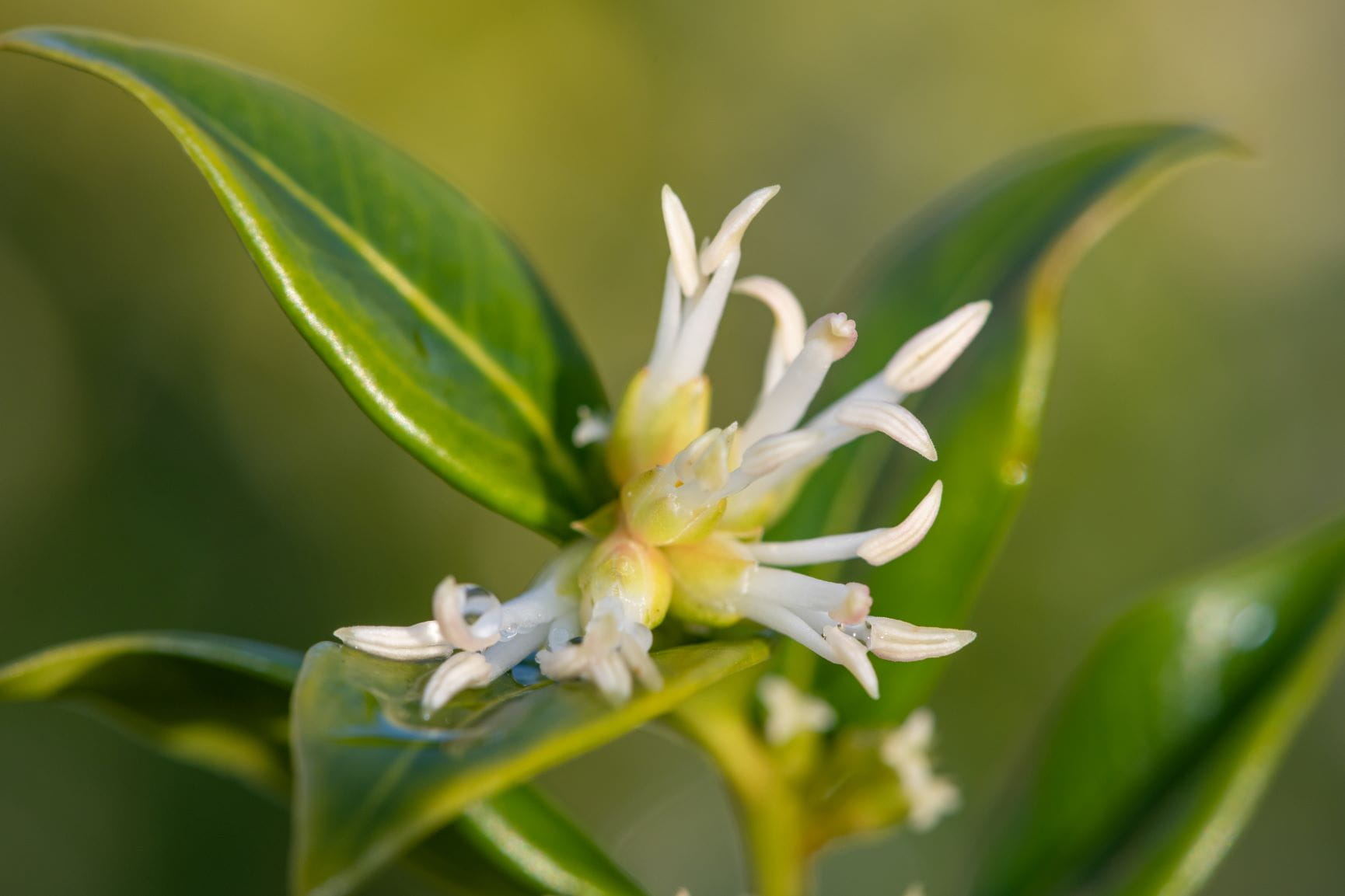 Sarcococca confusa outside