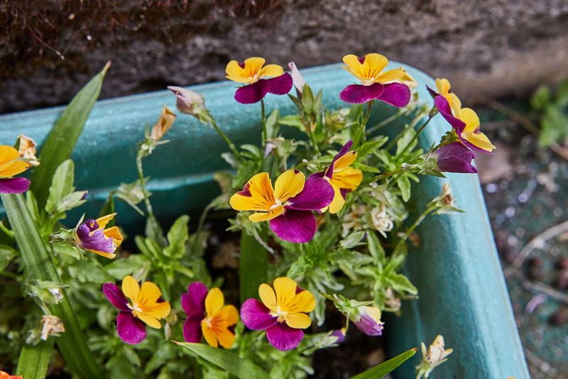 Viola Sorbet Yellow Frost