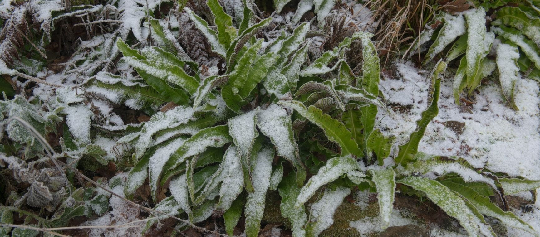 Hart's tongue fern covered with frost on a winter morning