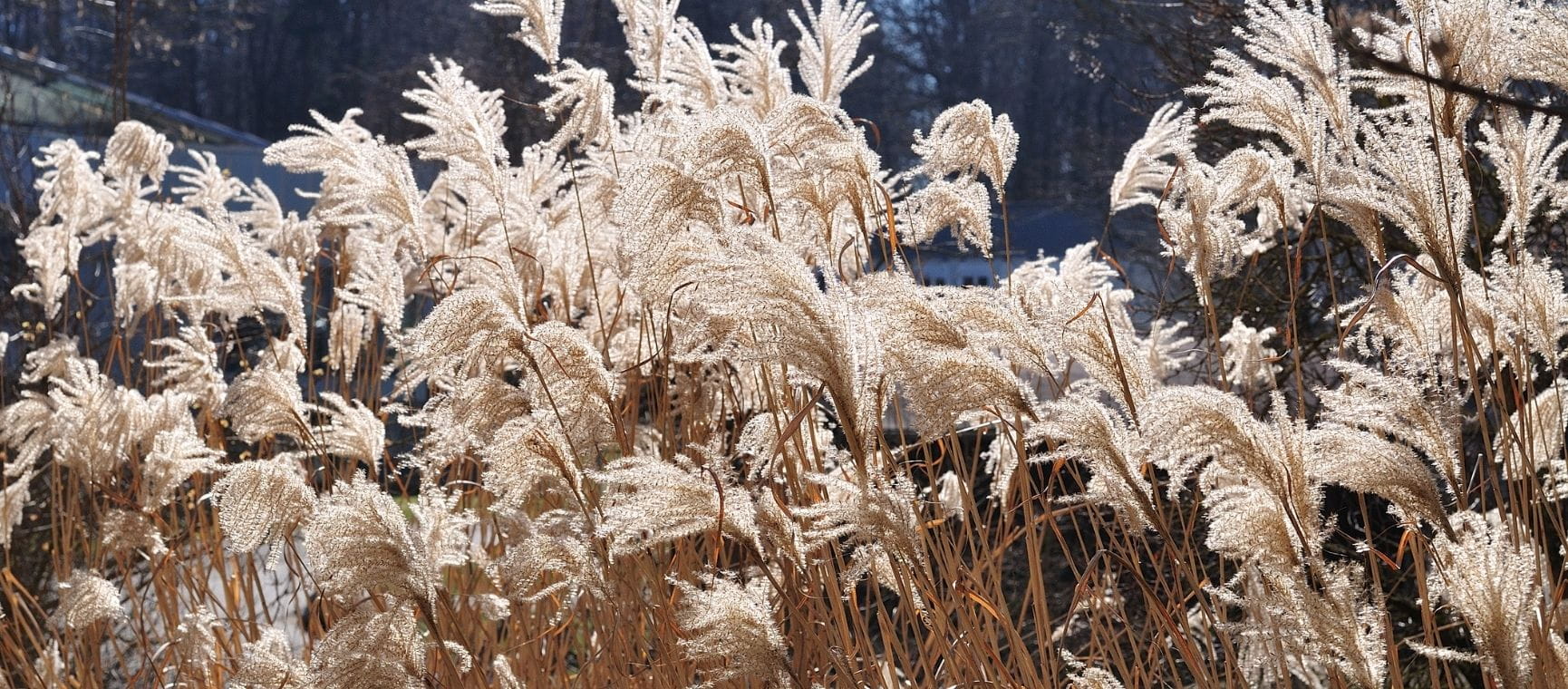 Miscanthus grasses in the winter sunshine