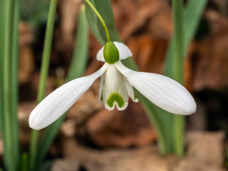 Galanthus 'Magnet' snowdrop