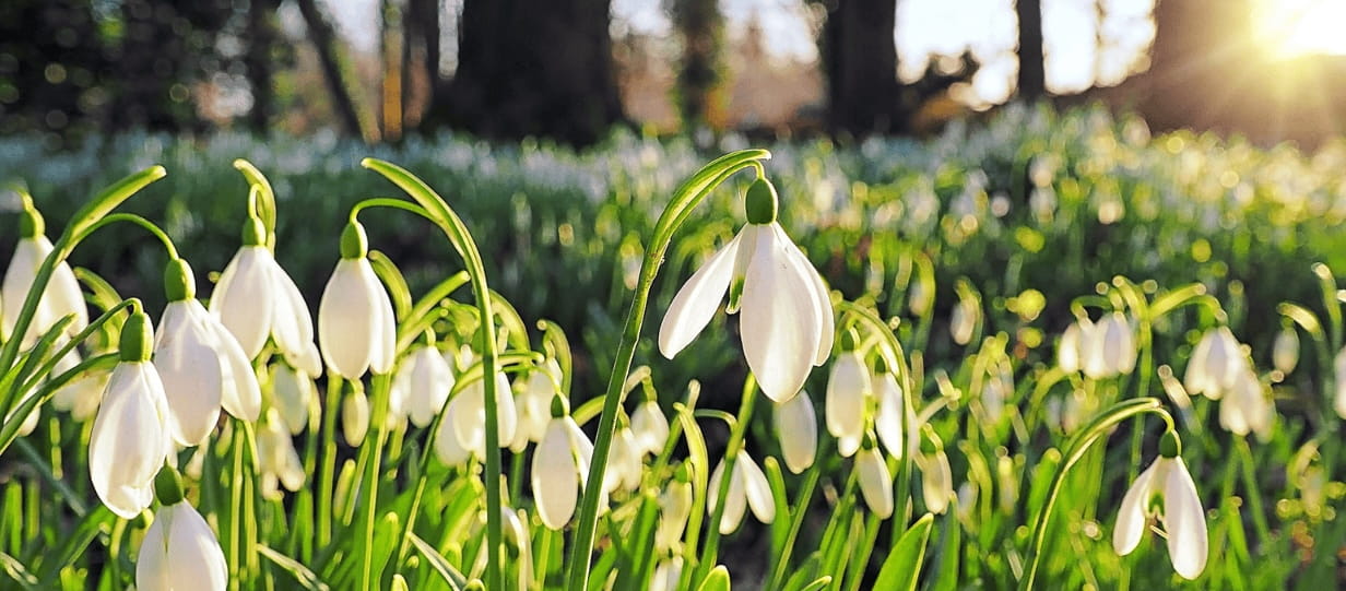 snowdrops in a sun drenched woodland