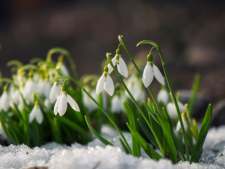 Clusters of snowdrops in the snow