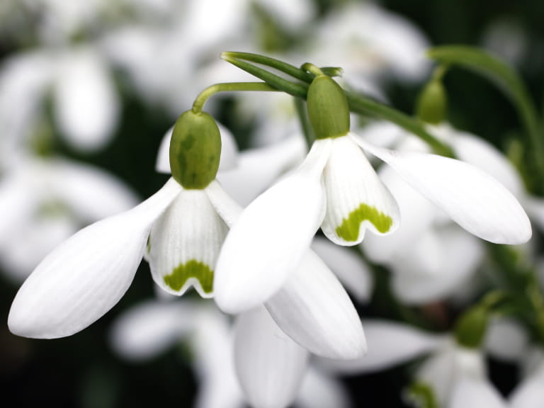 Galanthus Nivalis, 'S. Arnott' snowdrops