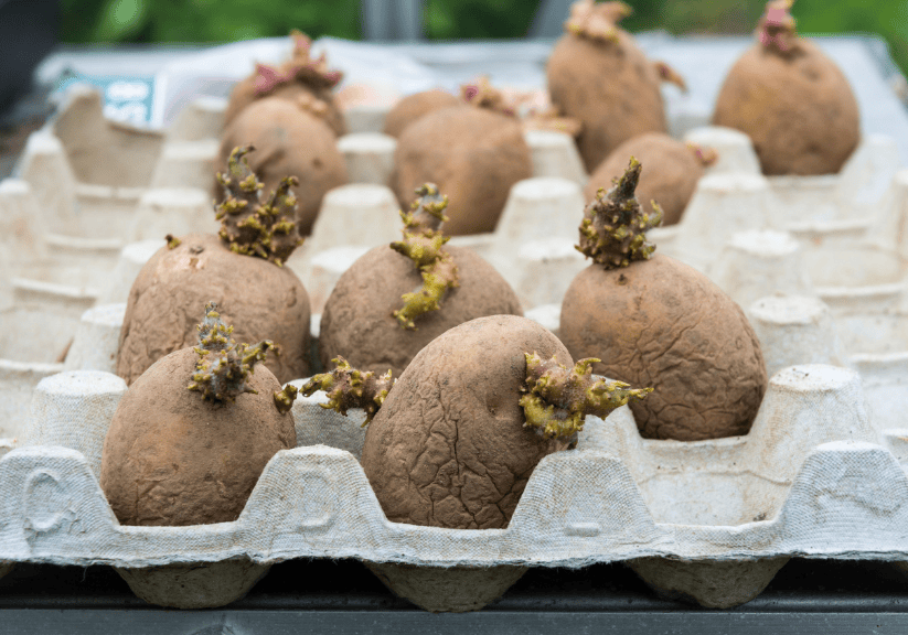potatoes being chitted and sprouting in an old egg box