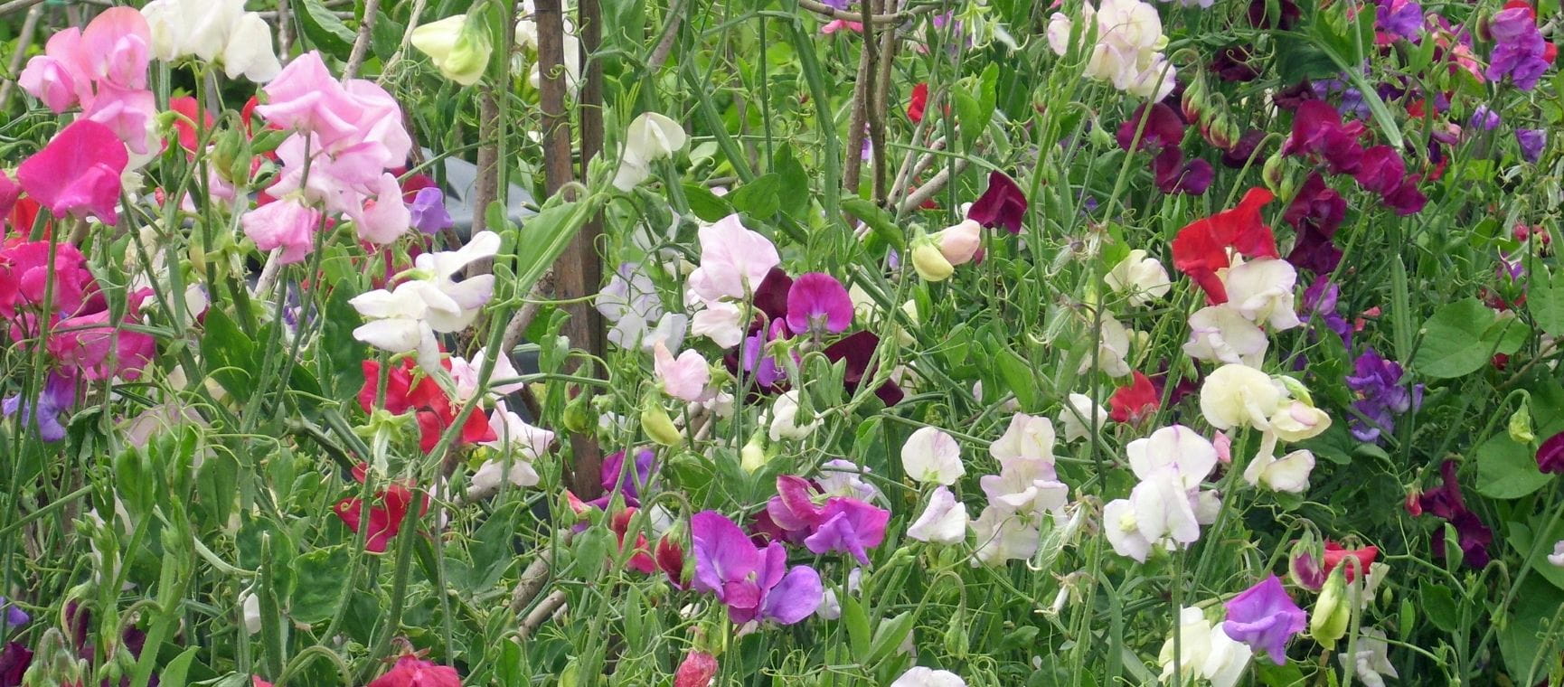 Different coloured sweet pea flowers on a sunny day