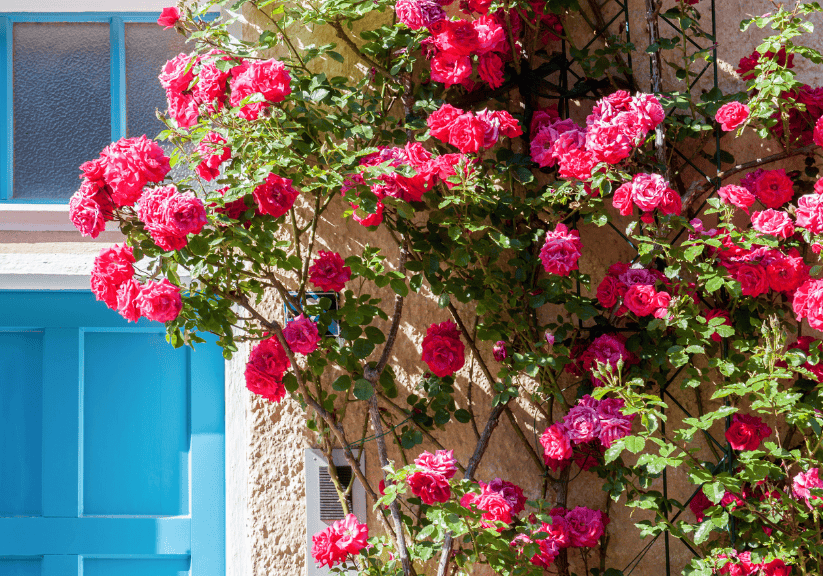red roses climbing on a house wall next to a window with blue shutters