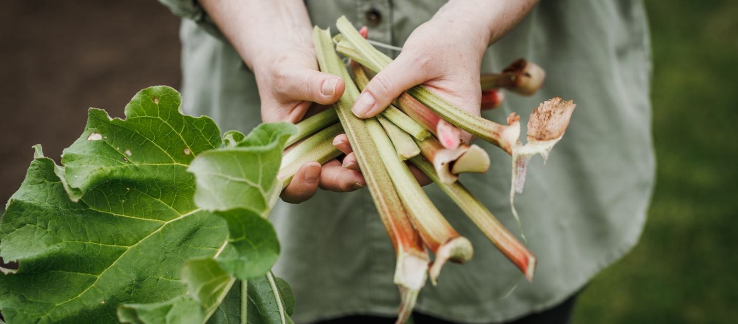 When and how to harvest rhubarb, with tips from Monty Don