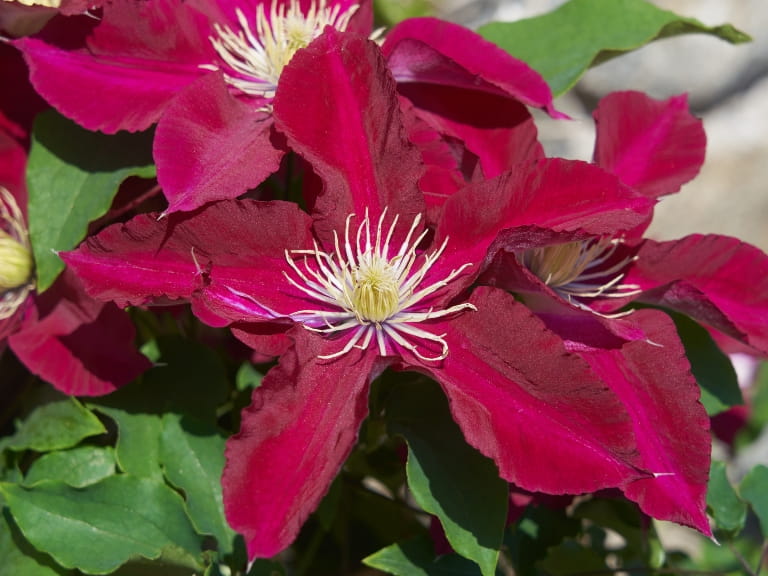 Clematis Elpis flower
