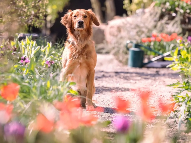 Gardener Monty Don's golden retriever, Ned, sitting in a flowering garden