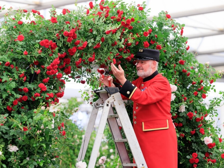 A man in a red coat preparing an arch of red flowers for the Chelsea Flower Show