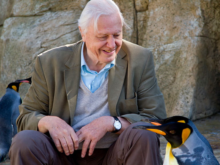 Sir David Attenborough sitting beside some penguins