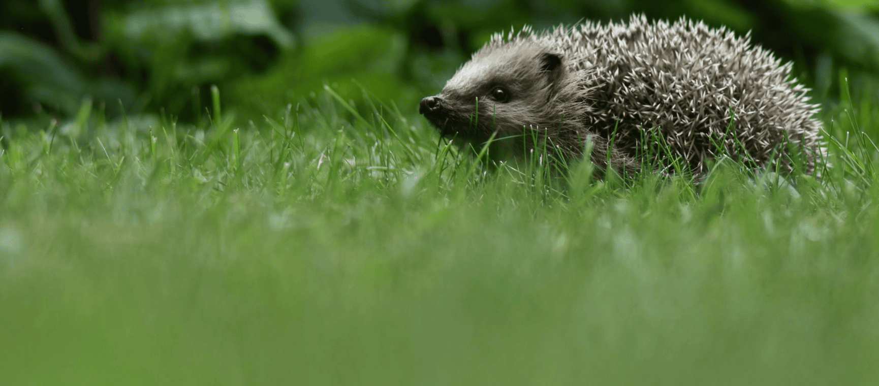 A hedgehog in a garden of grass