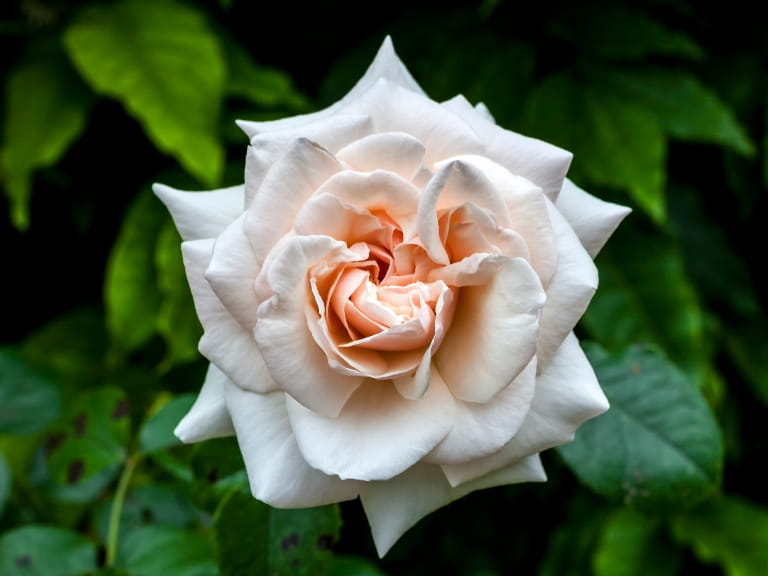 Pale pink rose