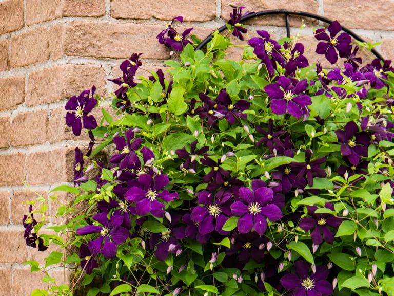 Purple clematis climbing a wall