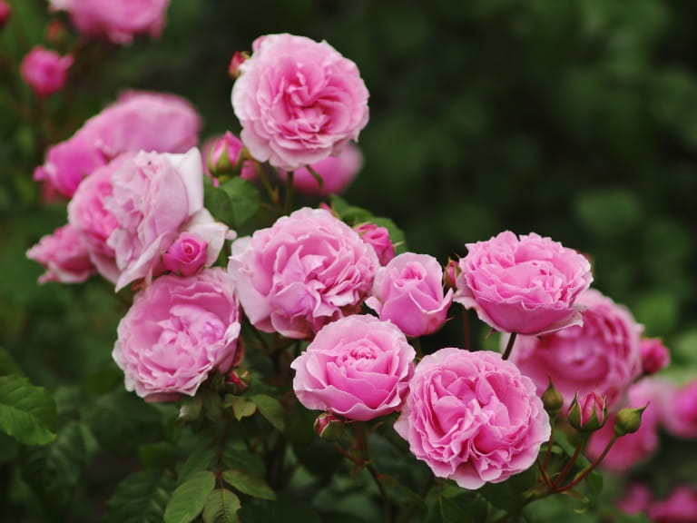 Scentsational Roses The best scented roses to bring fragrance to your garden