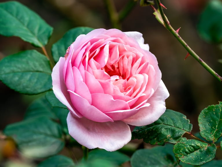 Rose 'St Ethelburga'