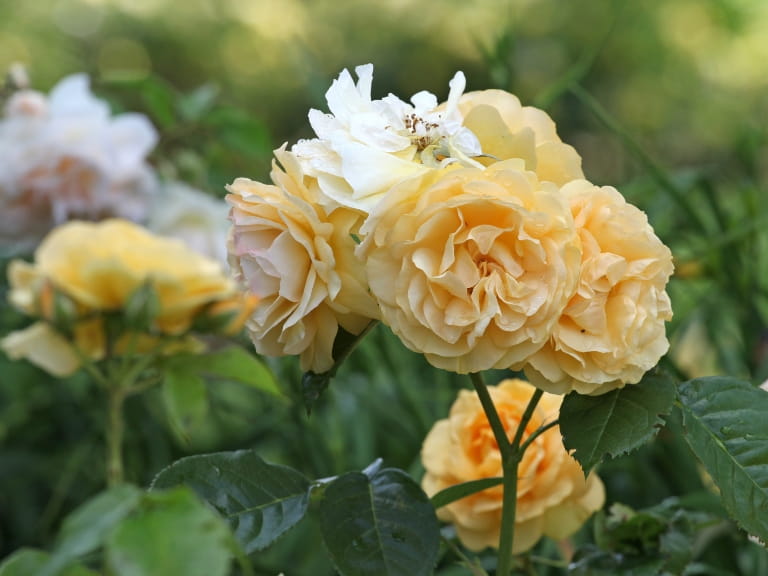 Yellow and white shrub rose, Rosa 'Absolutely Fabulous' in flower