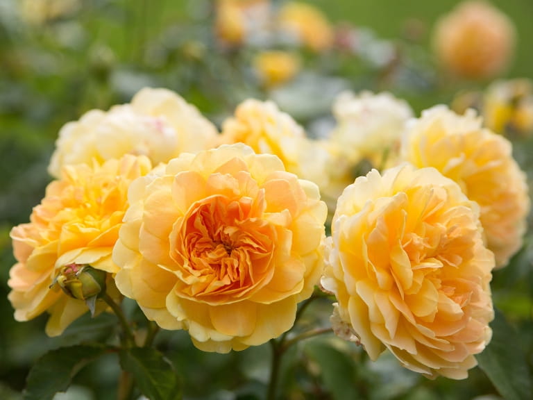 Strongly Fragrant Roses The best scented roses to bring fragrance to your garden