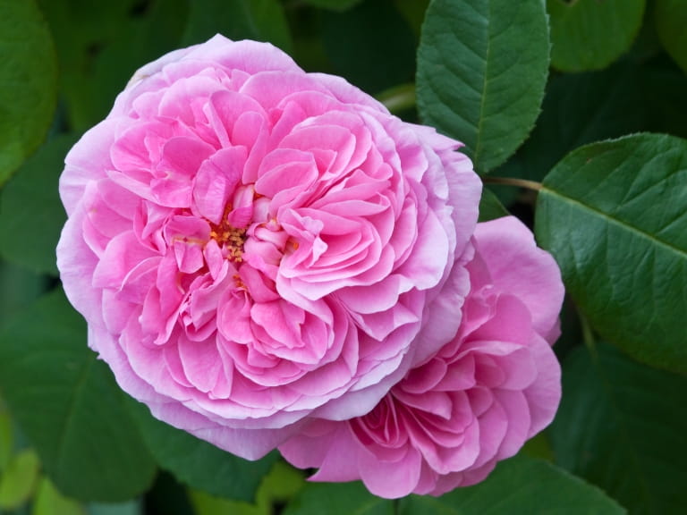 Smell Pink Roses The best scented roses to bring fragrance to your garden