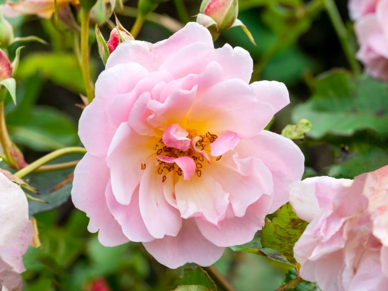 Rose 'Felicia' a springtime summer flower pink climbing semi evergreen shrub