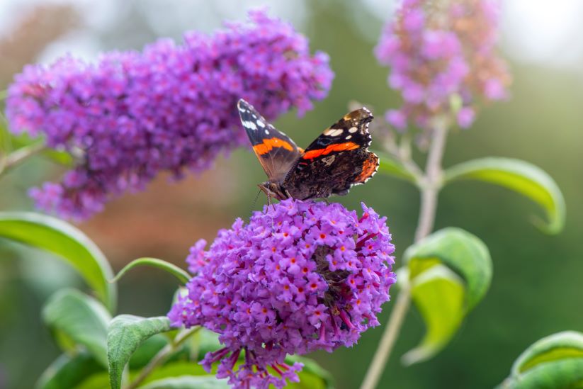 The Buddleia flower also known as the Butterfly bush