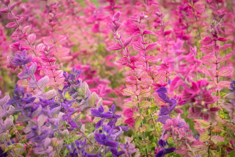 Mixed pink and purple salvias