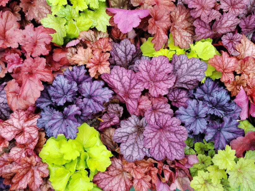 Colourful Heucheras in the garden