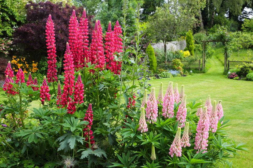 English country garden with pink lupins