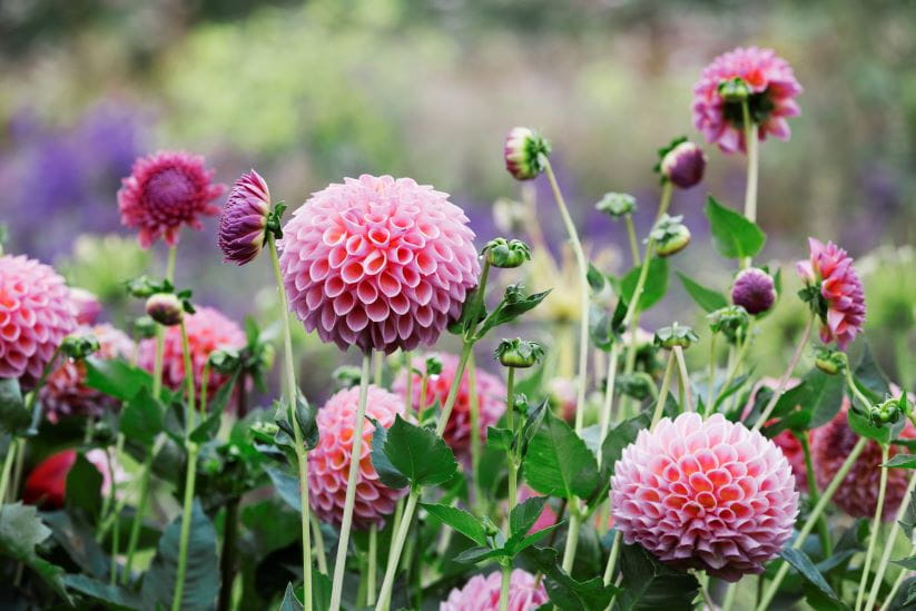 pink globe dahlias in their flower bed