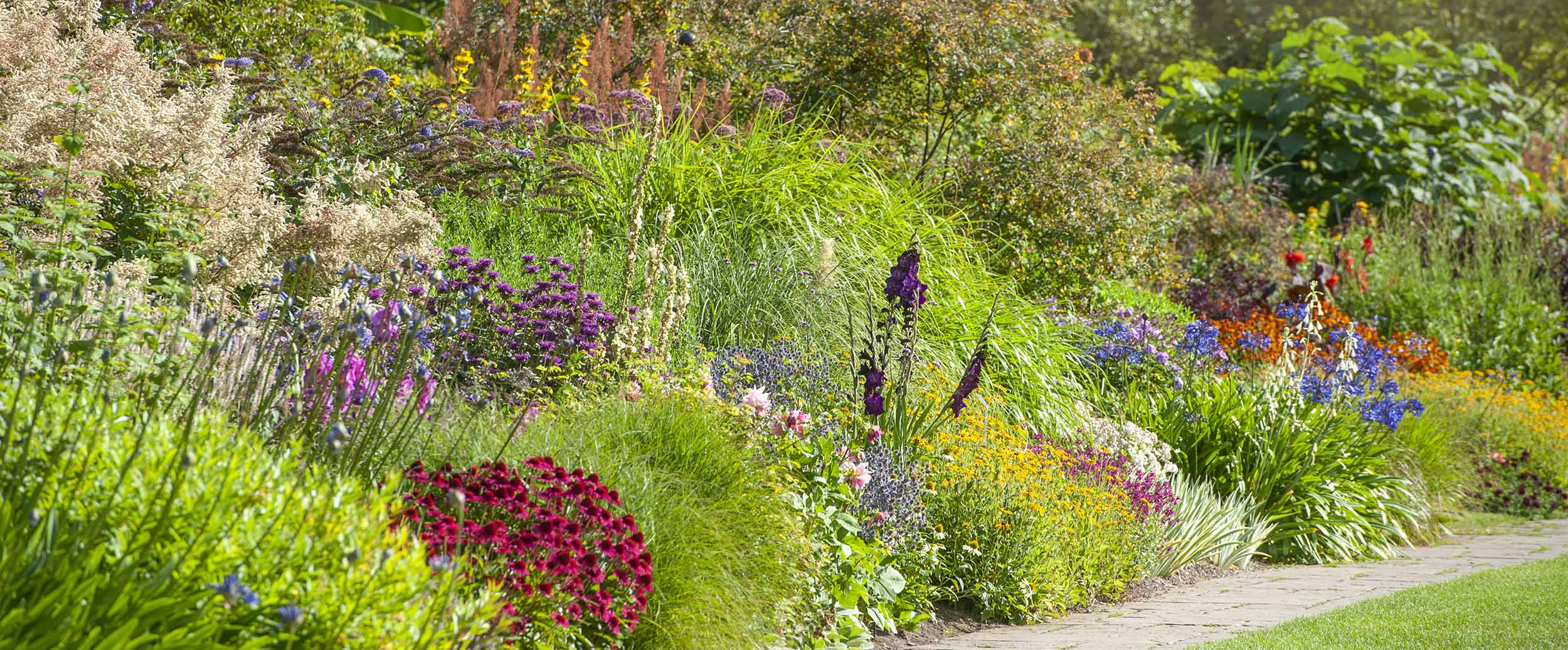 summer flowers in a flower bed