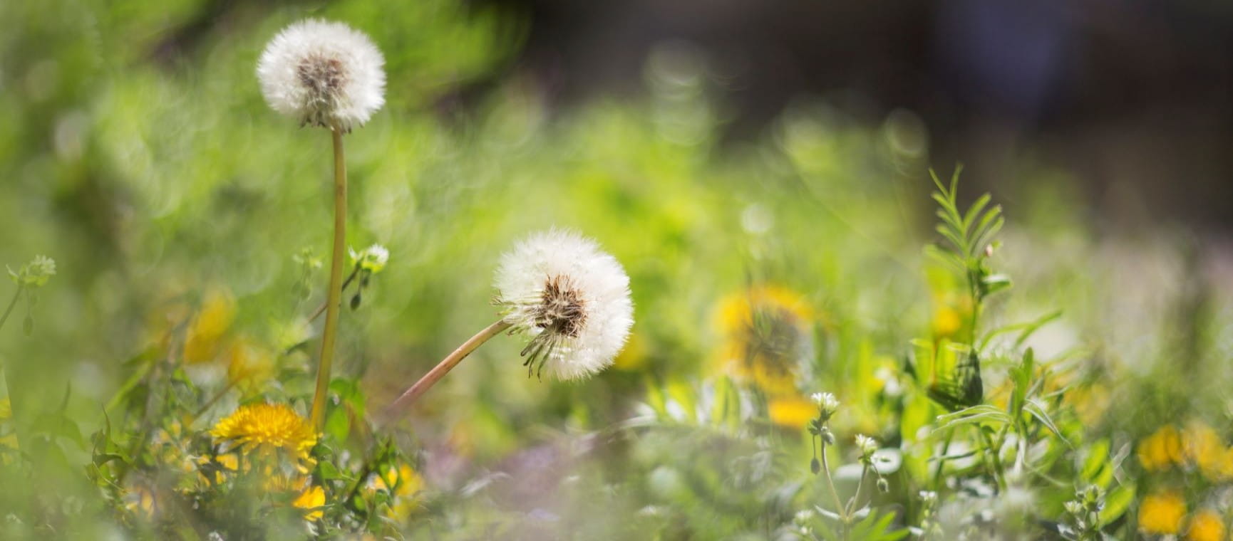 Dandelions in a field 