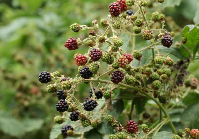 Bramble in the field