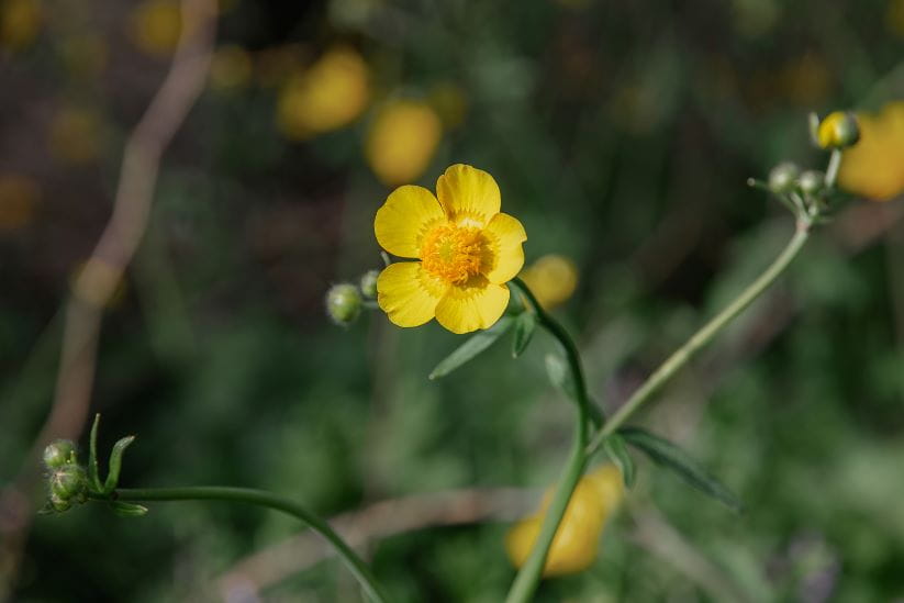 Buttercup in the field