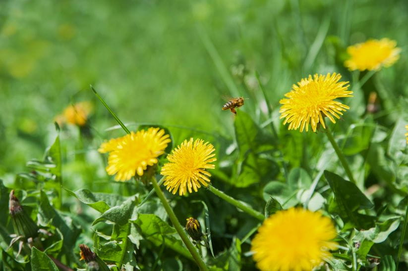 Dandelions in a field