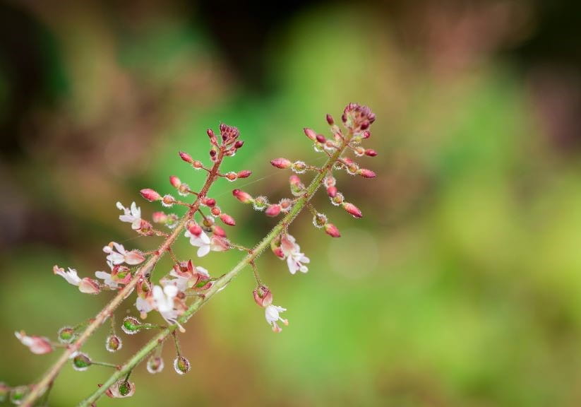Enchanters Nightshade