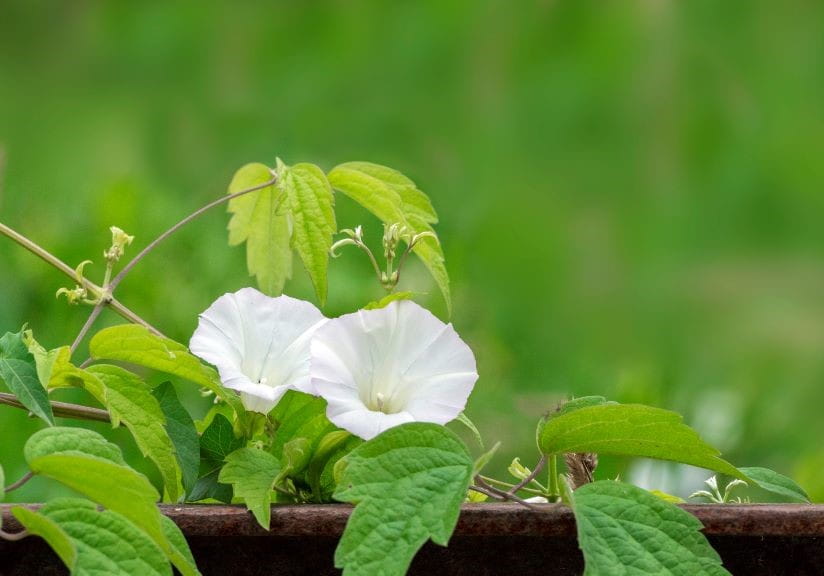 Hedge bindweed in the field