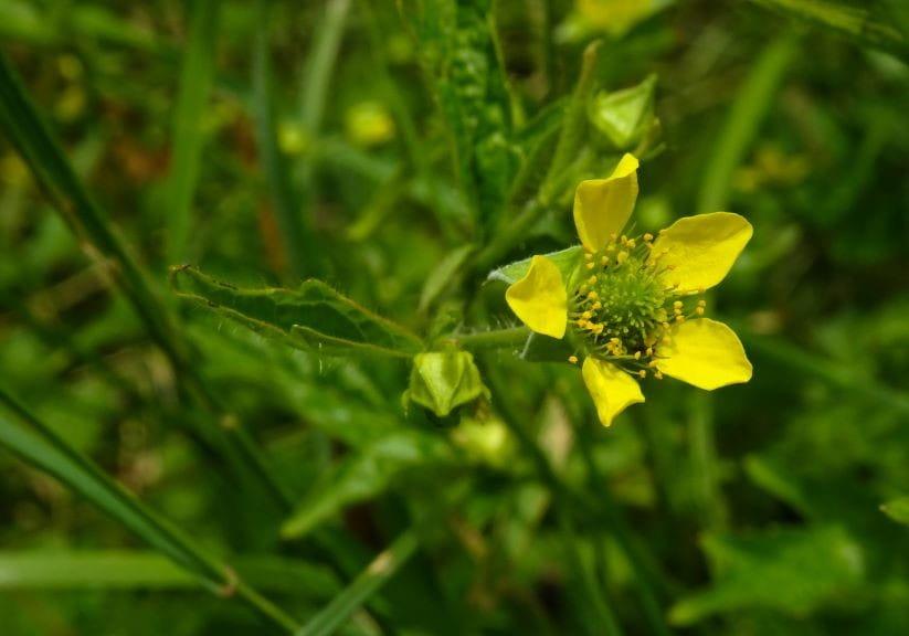 Herb bennet growing in a field