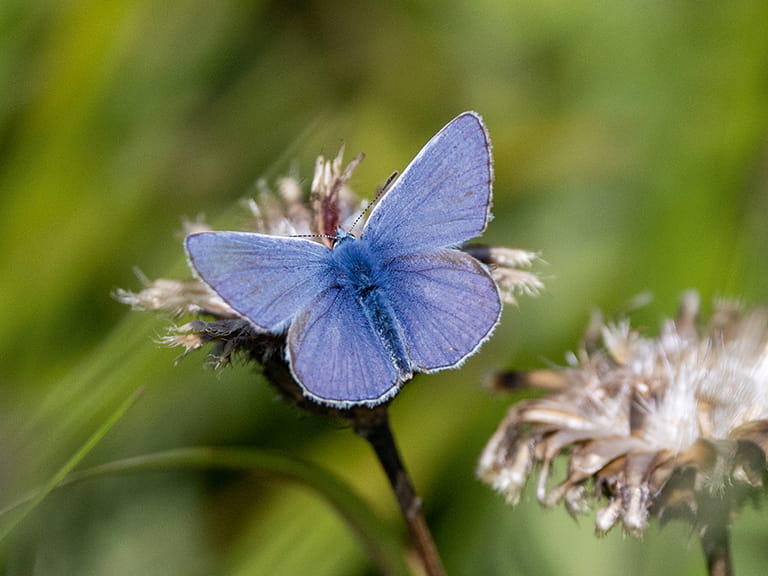 A common blue butterfly