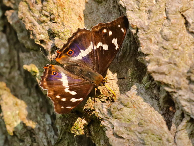 A purple emperor butterfly