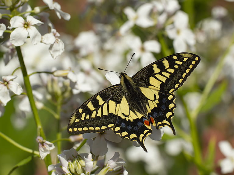 A swallowtail butterfly