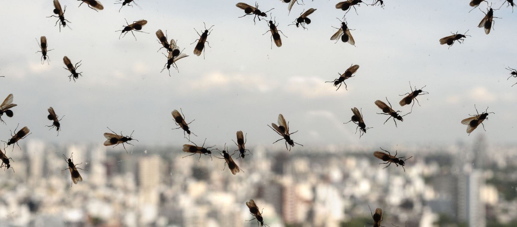 flying ants on a window