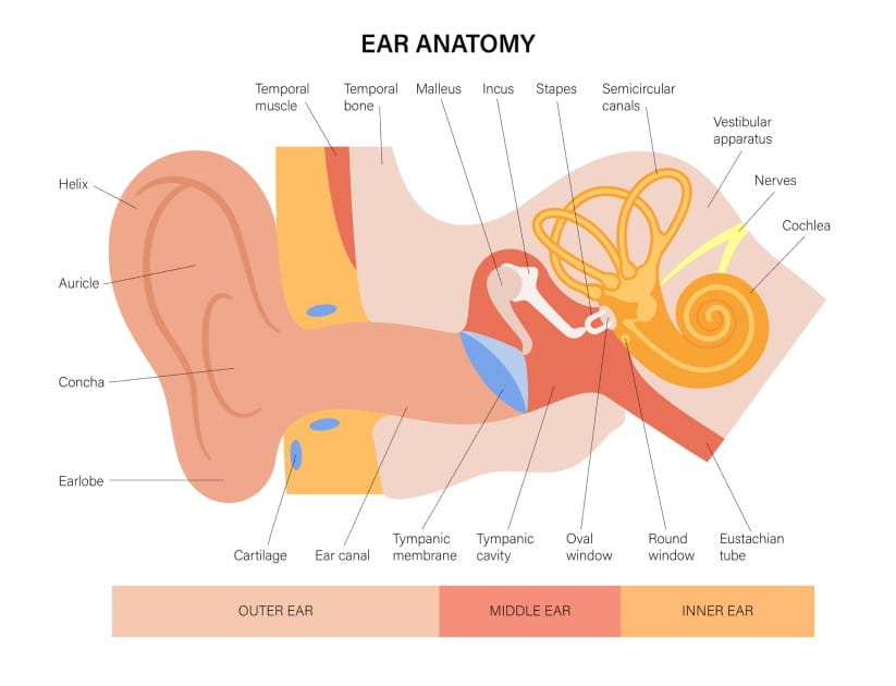 A diagram of the interior of the ear