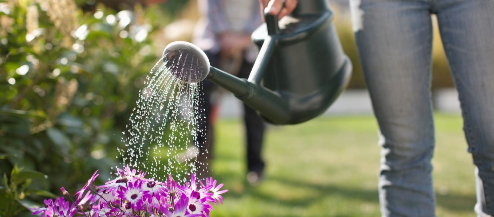 Watering the garden with a watering can