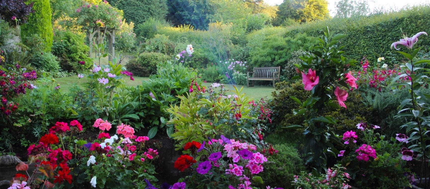 flowers in bloom in a garden in August