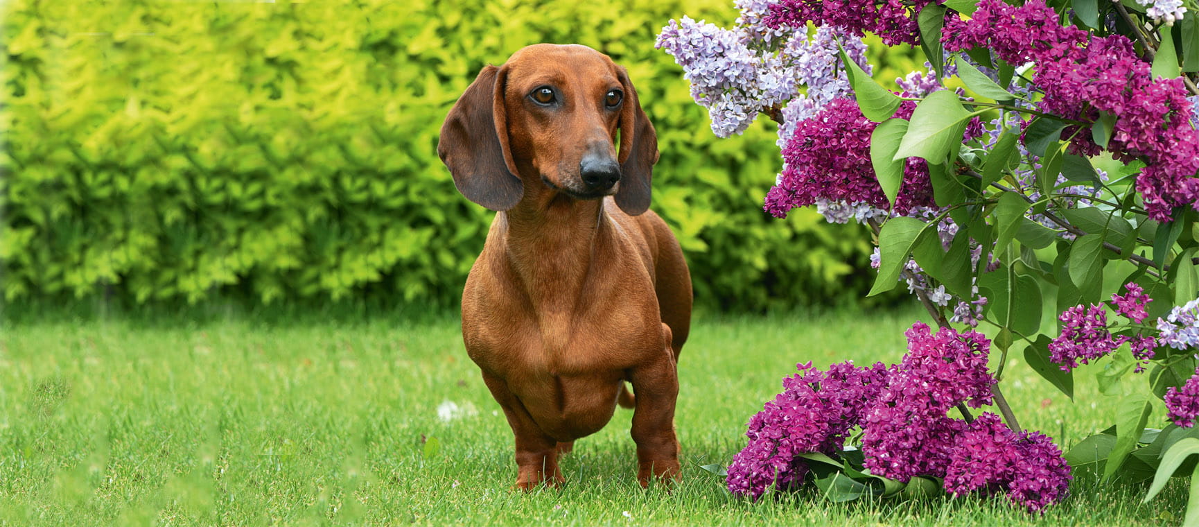 A dachshund next to purple buddleia in a garden