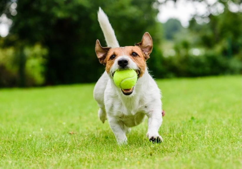 A small terrier running across a lawn with a ball