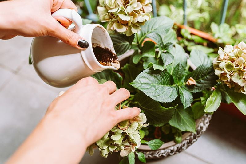 coffee being poured onto plants