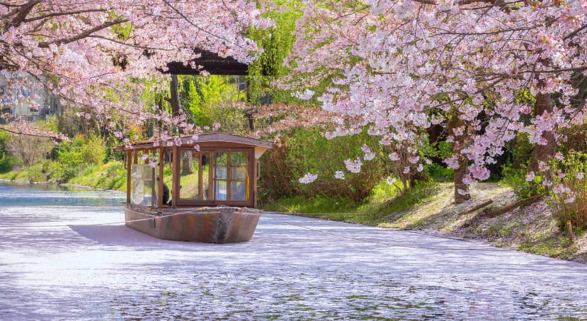 Fushimi Jikkokubune Boat Cruise during full bloom cherry blossom in Kyoto, Japan