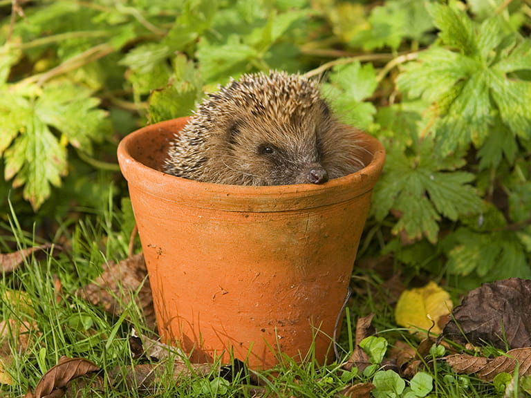 A hedgehog in a plant pot